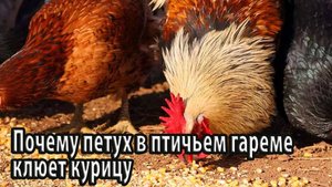 Почему петух в птичьем гареме клюет курицу