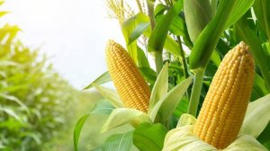 Народная земля и ООО Предгорье.