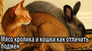 Мясо кролика и кошки как отличить подмен