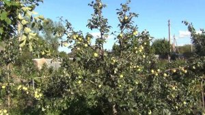 ДЛЯ ЧЕГО нам ОБРЕЗКА САДА. Плодоносят те, кто не хотел