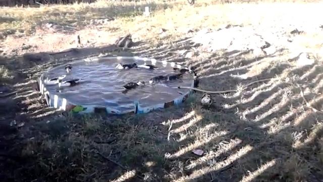 Создания бассейна для мускусной утки смотреть онлайн