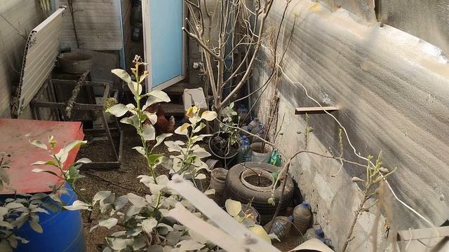 мыши погубили инжир