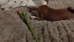 Джессике подарили цветок