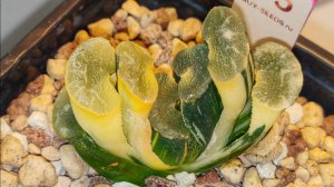 Haworthia Truncata