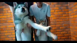 📹 ВОЛКИ В ГОРОДЕ | ПРЕМЬЕРА КЛИПА | 200К ПОДПИСЧИКОВ | Хаски Бандит feat Mister Booble.