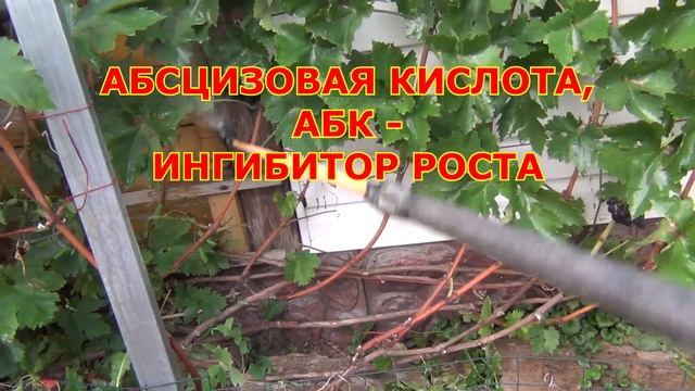 "СЖИГАЕМ" ЛИСТЬЯ. Дополнение. ПОЧЕМУ же ЛОЗЫ ВЫЗРЕВАЮТ? смотреть онлайн