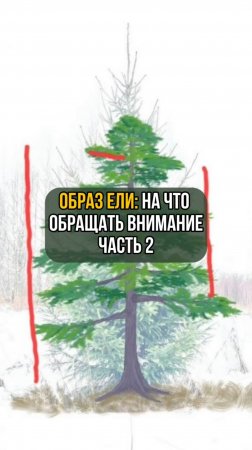 Образ ели: На что обращать внимание. Часть 2