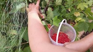 Лайфхак. Как собрать красную смородину и не помять ягоды.