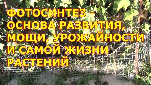 ч 1  ОБРЕЗКА и УКРЫТИЕ винограда 1 и 2 года жизни. А НУЖНА ЛИ ему ОБРЕЗКА?