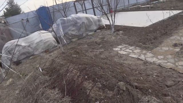 Обрезка абрикоса чашей. Как обрезкой растянуть цветение, уводя часть цветков от заморозков смотреть онлайн