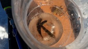 Оставил жерлицы на 🌙⏰💤💤