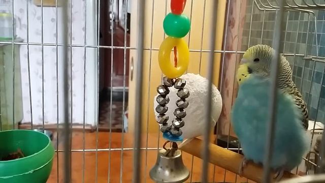 Тема танцует а Катя прячится🐦🐥🐥😍😍😍 смотреть онлайн