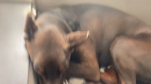 Младший братик докопался до Ари AryDober43