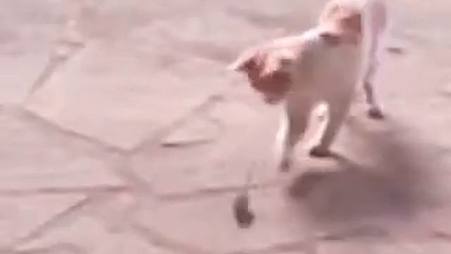 кошки мышки)))) смотреть онлайн