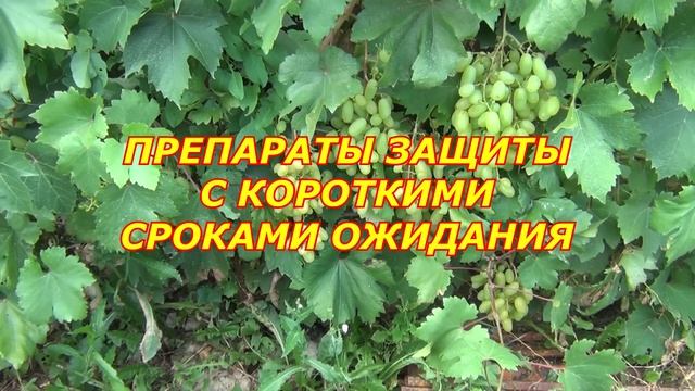 Август. Осенний рацион и Защита. Осветляем грозди смотреть онлайн