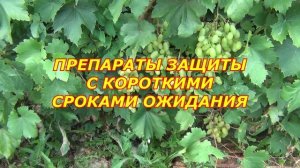 Август. Осенний рацион и Защита. Осветляем грозди