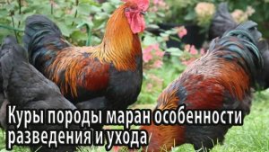 Куры породы маран особенности разведения и ухода