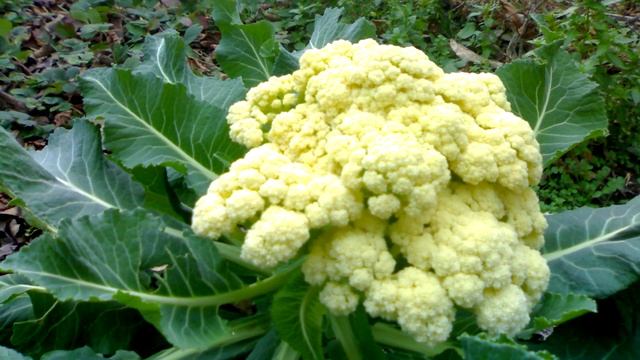 РАЗДВОИЛСЯ ПОБЕГ винограда. ЧТО ДЕЛАТЬ смотреть онлайн