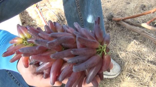 Виноград ХЭЛЛОУИН в Чехове. В гостях у Саши смотреть онлайн
