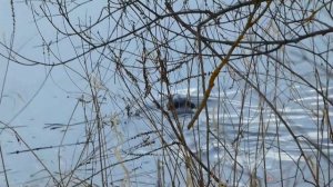 Бобр резвится