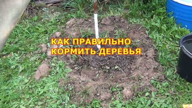 ФОРМИРОВКА САЖЕНЦЕВ ЯБЛОНЬ. КАК ВЫГЛЯДЯТ ЧЕРЕЗ ГОД. КАК КОРМИТЬ смотреть онлайн