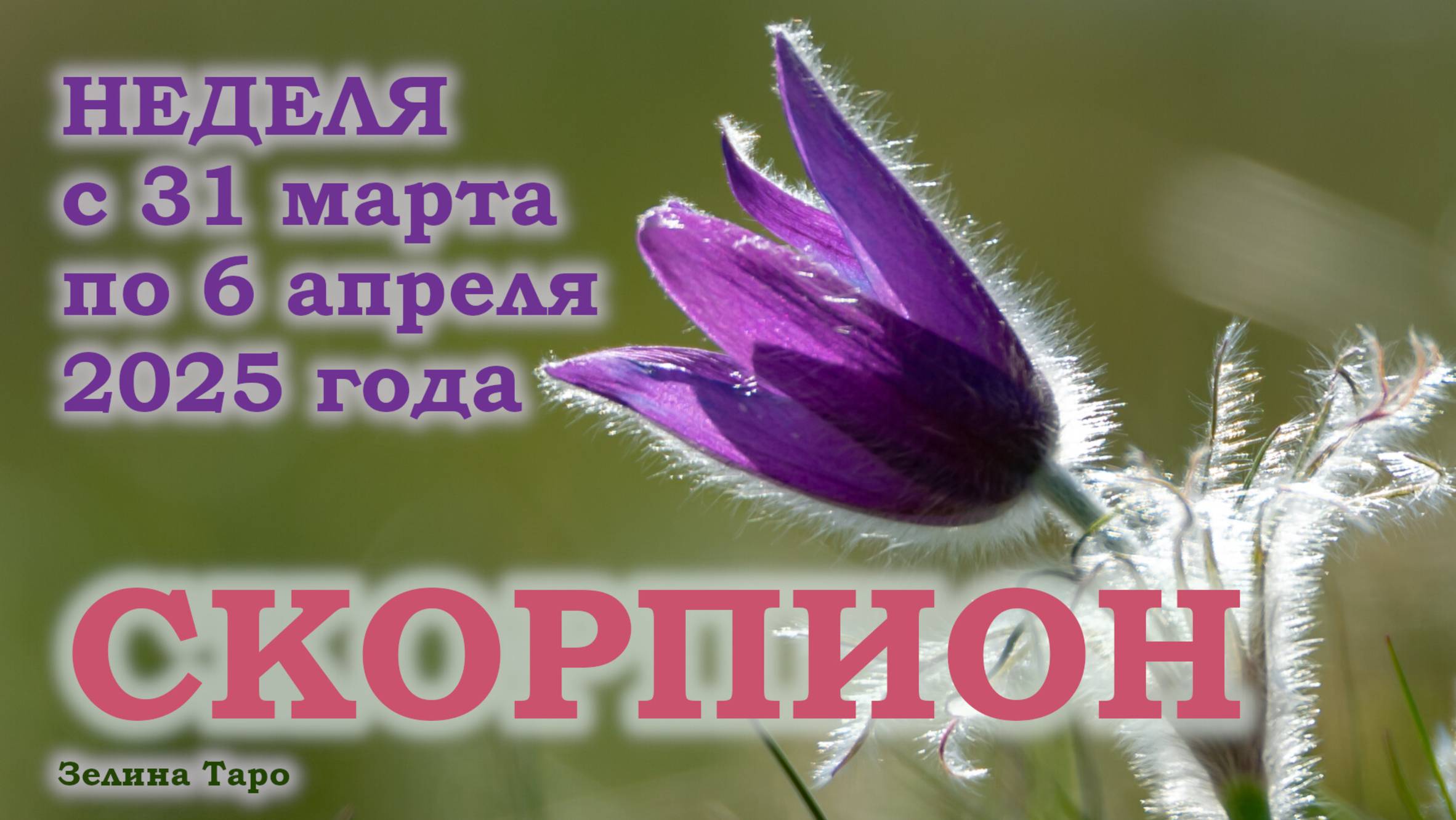 СКОРПИОН | ТАРО прогноз на неделю с 31 марта по 6 апреля 2025 года