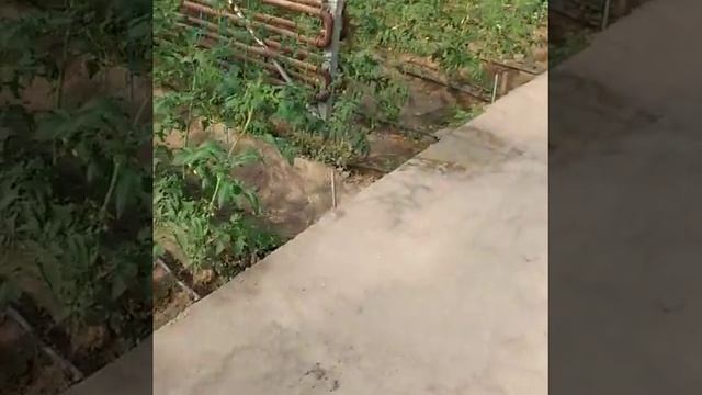 Помидоры в теплице видео обзор от агронома смотреть онлайн
