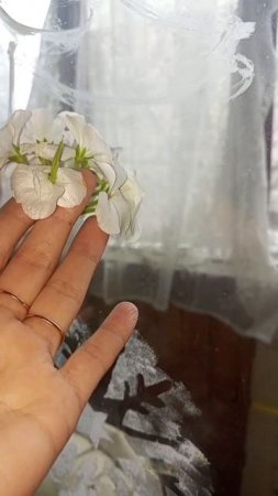 Как вызревают семена у пеларгонии