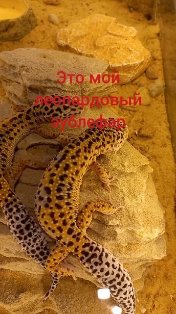 Это мой леопардовый эублефар смотреть онлайн