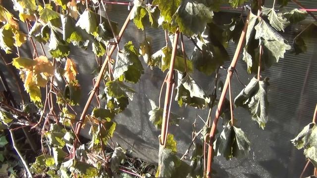 Готовность к обрезке Как спанбонд улучшает вызревание лоз смотреть онлайн