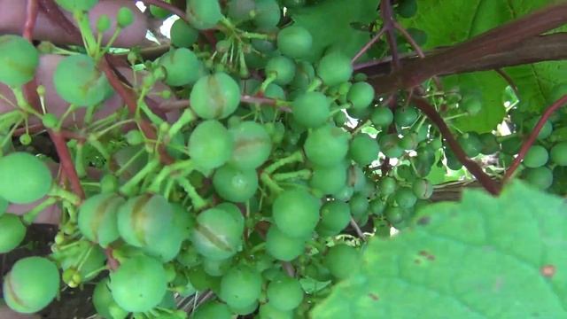 Устраняем последствия урагана и града. Делаем чеканку и обработку смотреть онлайн