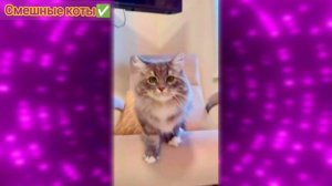 Смешные коты Подборка #6 / Забавные видео про домашних животных/ Смотреть приколы про котиков 2025