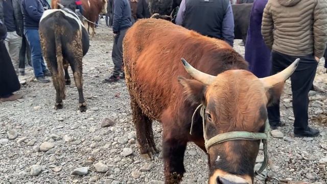 НАРХИ СЕМЕНТАЛ БУКАИ ФАРБЕ ИМРУЗ ЖИВОЙ ВЕСЬ 33 СОМОНИ Шуд ЗИНДА МОЛ АРЗОН 12-12-2021