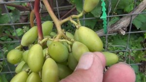 Начало АВГУСТА. ВИНОГРАД. Краткий ОБЗОР СОРТОВ и РАБОТ