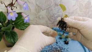 СКОЛЬКО ДЕТОК, МОЖЕТ ДАТЬ, ЮВЕНИЛЬНЫЙ ЛИСТ ФИАЛКИ! ОТДЕЛЕНИЕ ДЕТОК!