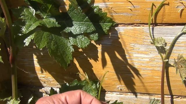 Пасынкование. Удаление усиков. ВАЖНЫЕ работы на винограде в июне смотреть онлайн