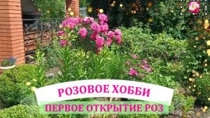 САНИТАРНАЯ ОБРЕЗКА РОЗ