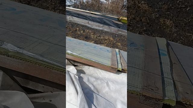 Виноград после зимы