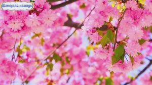 #Islam#Quran#AnNahl#ٌMinshawiy#Коран#АнНахьл#СамыеКрасивыеМеста#Relaxation#4кВиде#13часть#