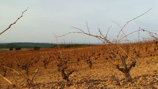 La Viña del Loco (Miravinos) - Todovino.com смотреть онлайн