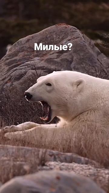 милые смотреть онлайн