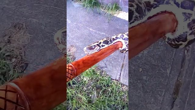 snake walking stick #74 burmese python walking staff wood carving 1 piece of wood