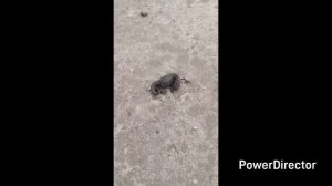 репетиция//что готовили//коты-охотники//навожу порядки вво дворе//садим на даче//