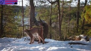 Потрясающие пейзажи, дикая природа и уникальная культура Скандинавии _ Документа