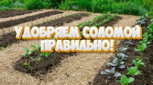 Огород. Солома на грядках, как правильно?