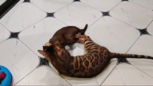 котики 🐈