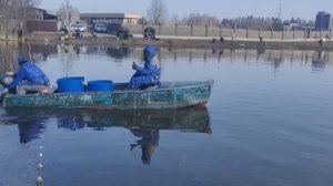 зарыбление