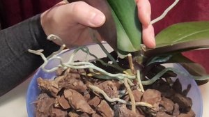 Почему желтеют ЛИСТЬЯ ОРХИДЕИ? Что делать?