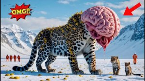 Детеныш Снежного Барса Находит Помощь Для Своей Зараженной Матери, покрытой Миллионами паразитов