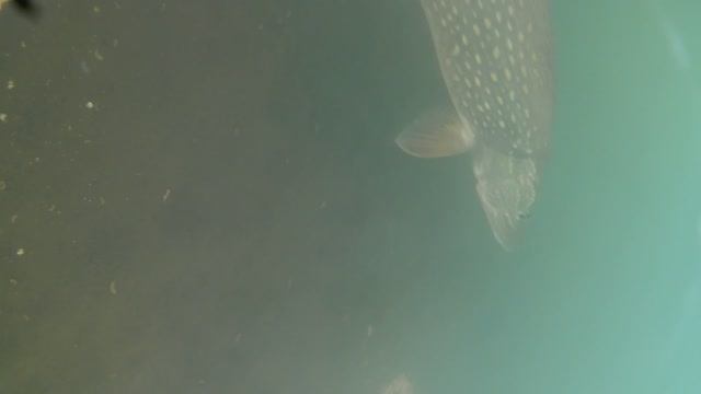 Подледная рыбалка в марте, вот почему пропал КЛЁВ!!! смотри до конца и узнаешь смотреть онлайн